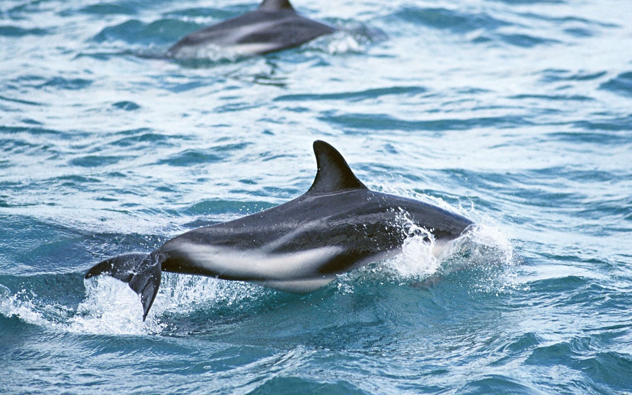 Dolphin Photo Wallpaper #14 - 1280x800