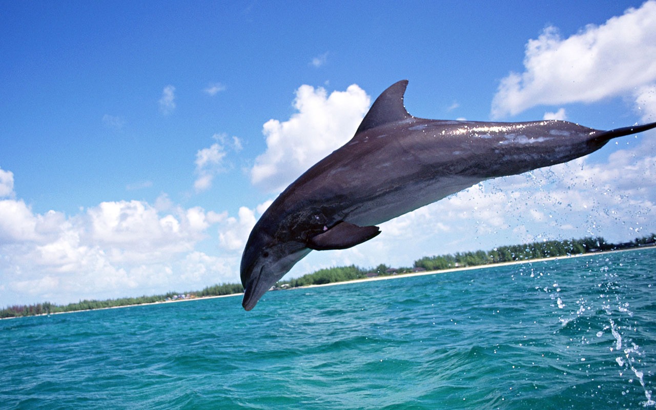 Dolphin Photo Wallpaper #15 - 1280x800