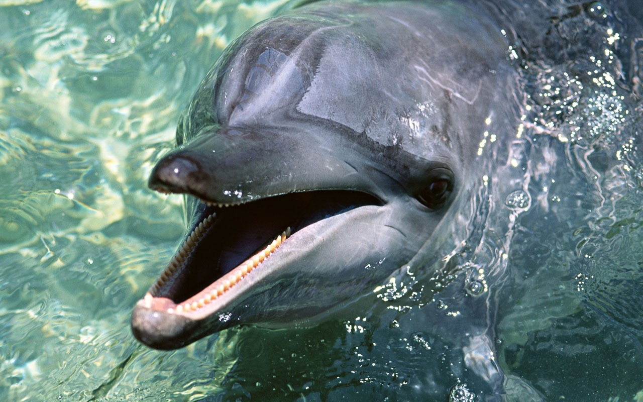 Fondo de pantalla de fotos de delfines #18 - 1280x800