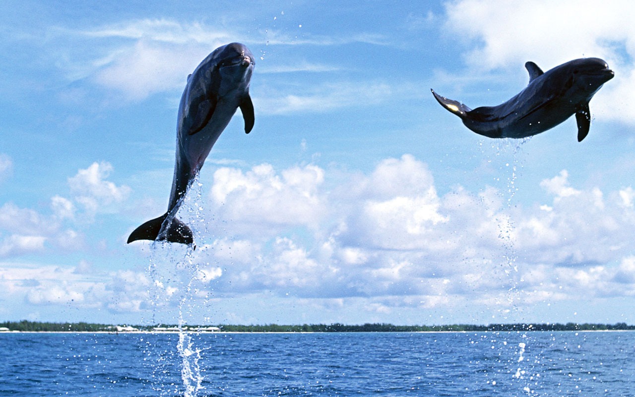 Dolphin Photo Wallpaper #19 - 1280x800