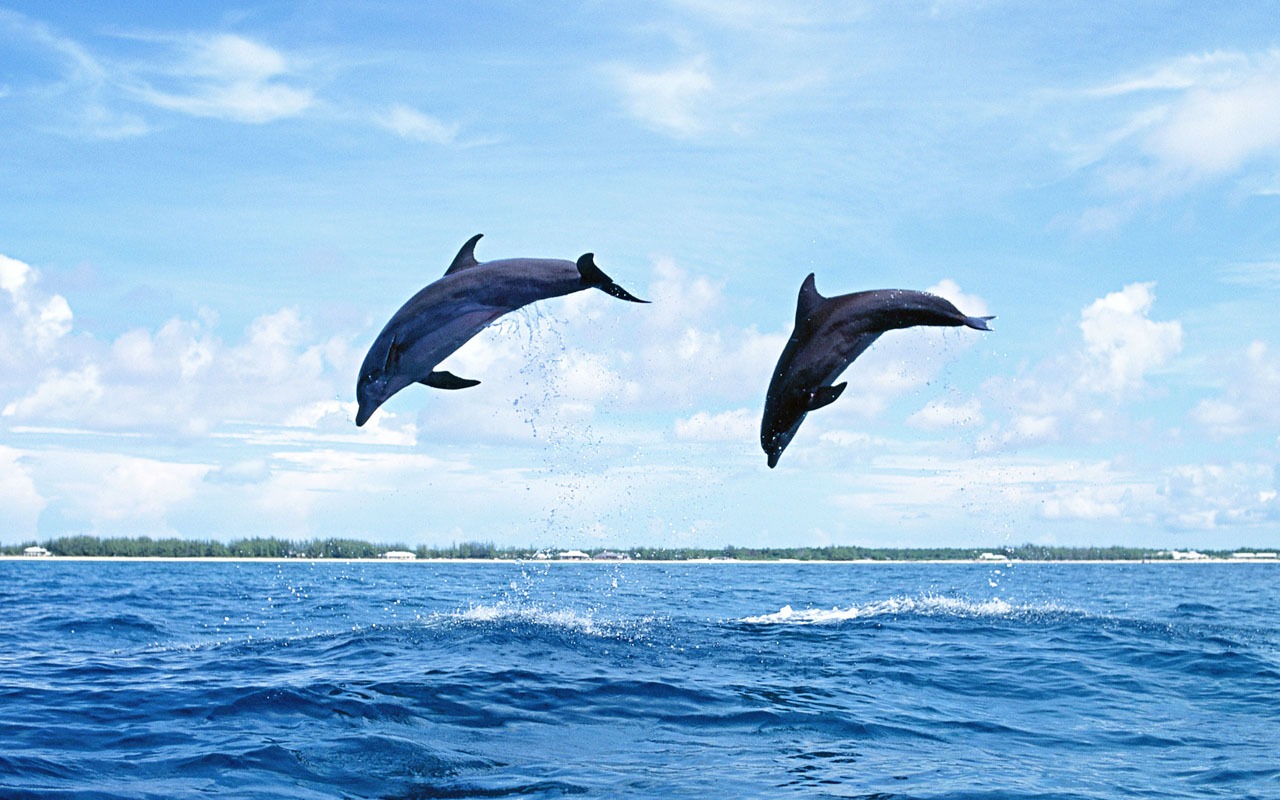 delfínů Foto Wallpaper #20 - 1280x800