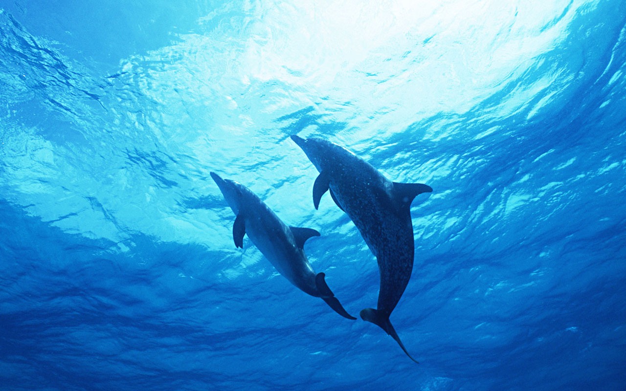 Fondo de pantalla de fotos de delfines #22 - 1280x800