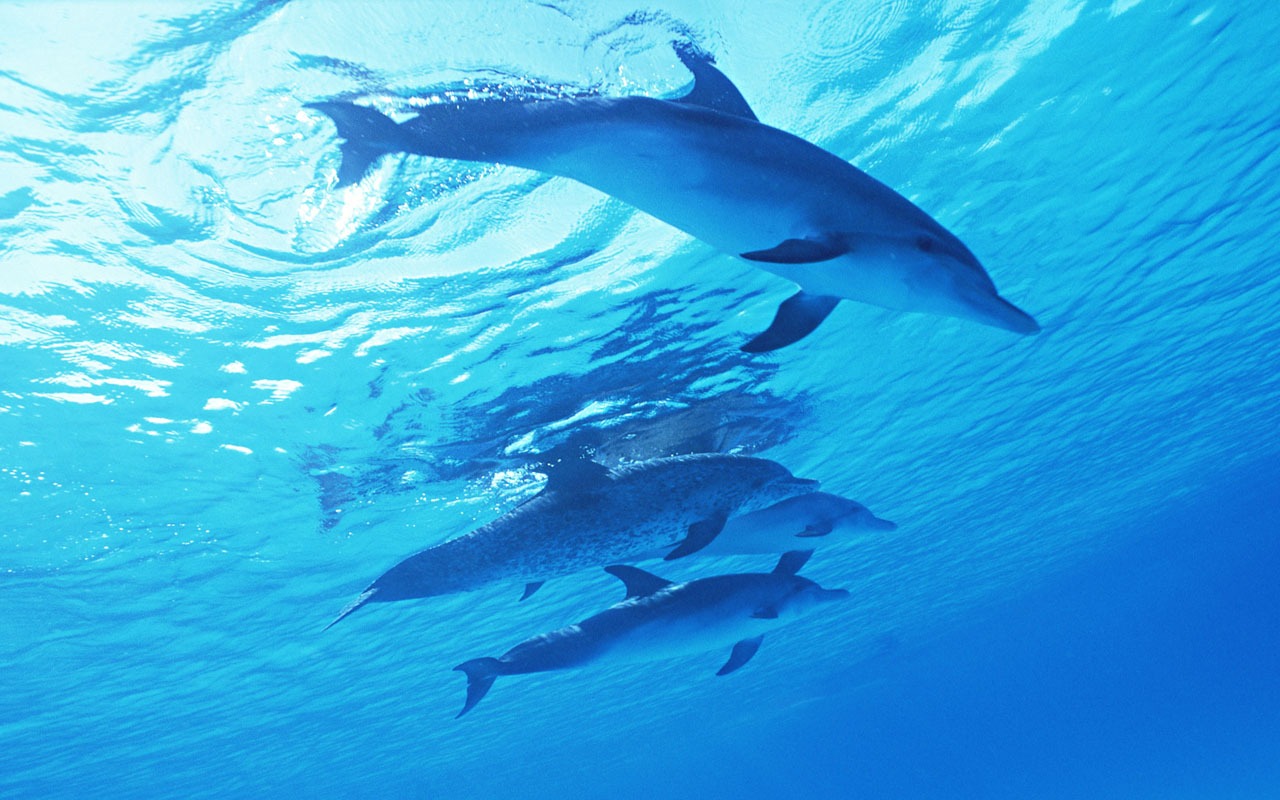 Fondo de pantalla de fotos de delfines #24 - 1280x800