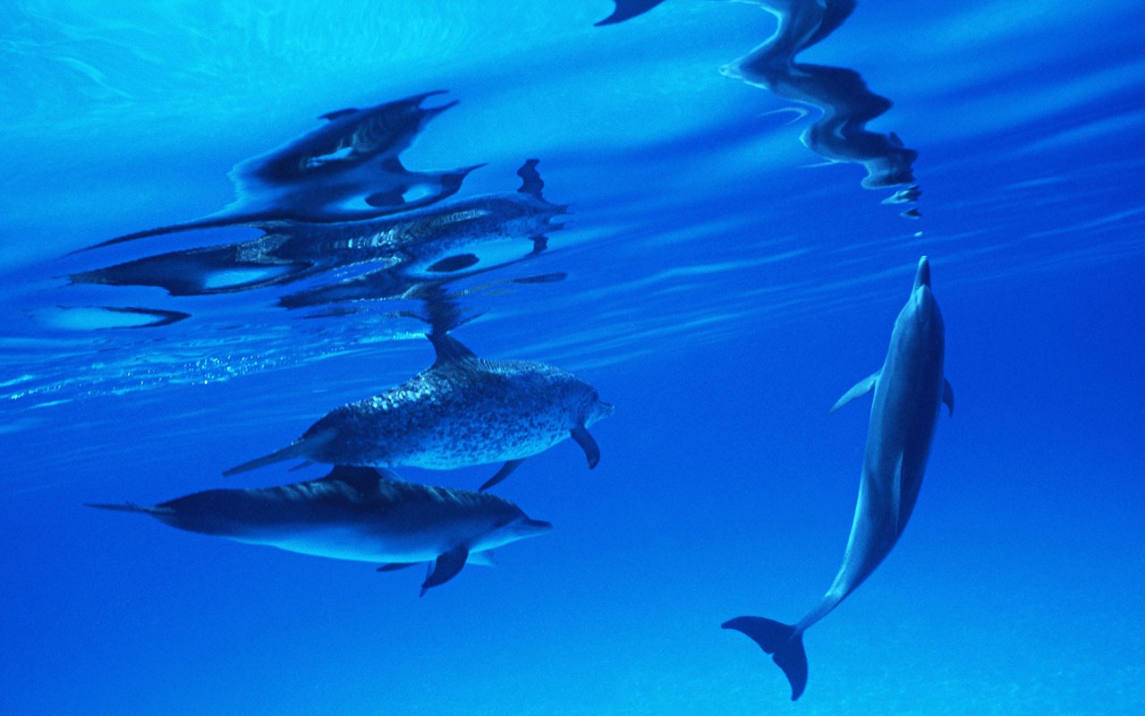 Fondo de pantalla de fotos de delfines #25 - 1280x800