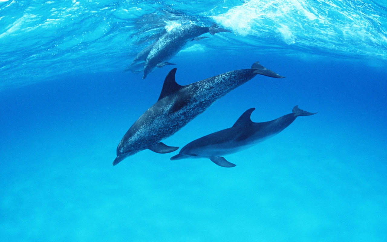 Дельфин Фото обои #27 - 1280x800