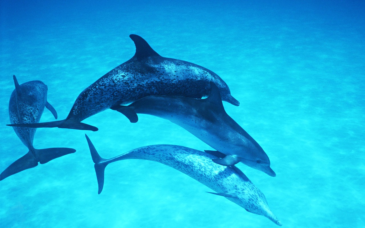 Дельфин Фото обои #28 - 1280x800
