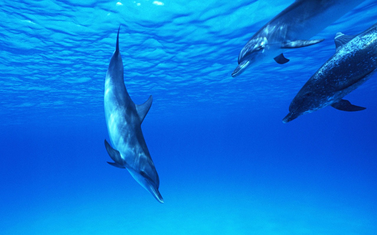 Дельфин Фото обои #29 - 1280x800