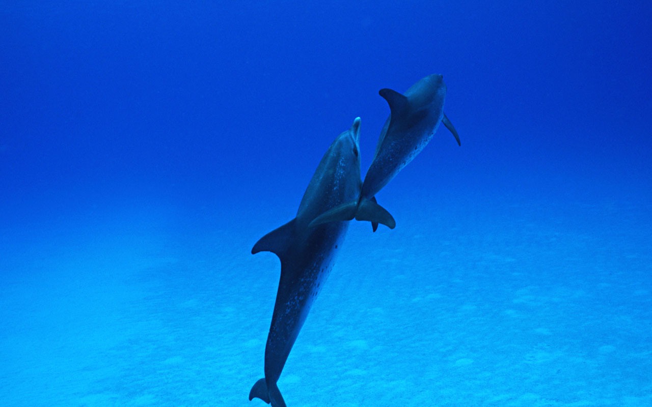 Дельфин Фото обои #30 - 1280x800