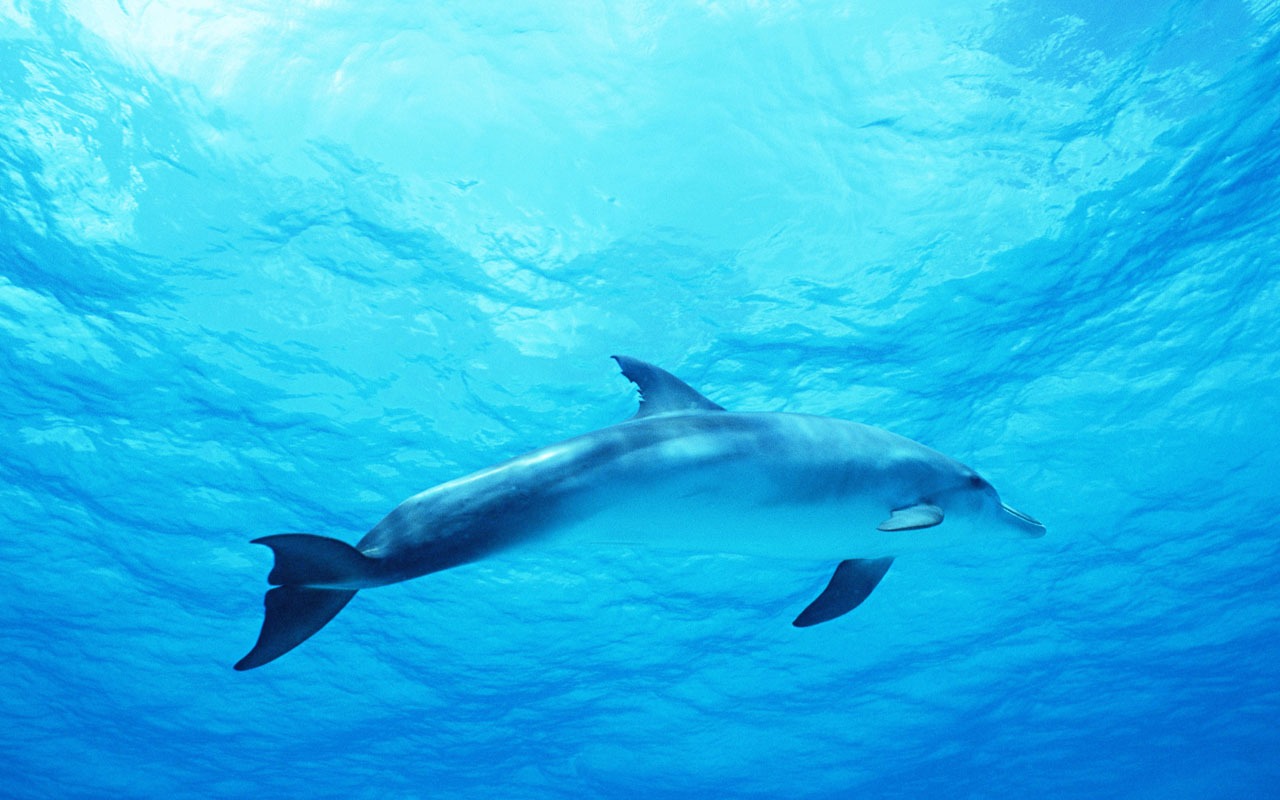 Fondo de pantalla de fotos de delfines #31 - 1280x800