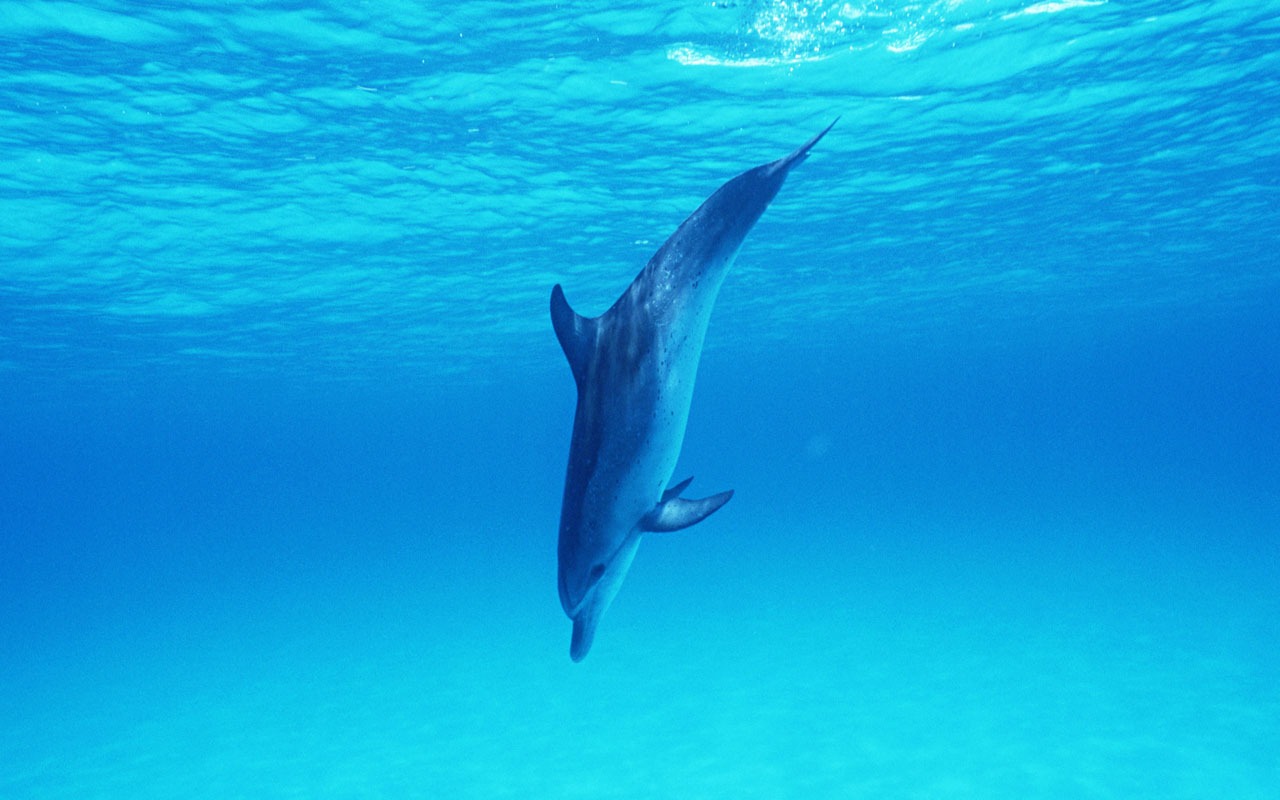 Дельфин Фото обои #32 - 1280x800