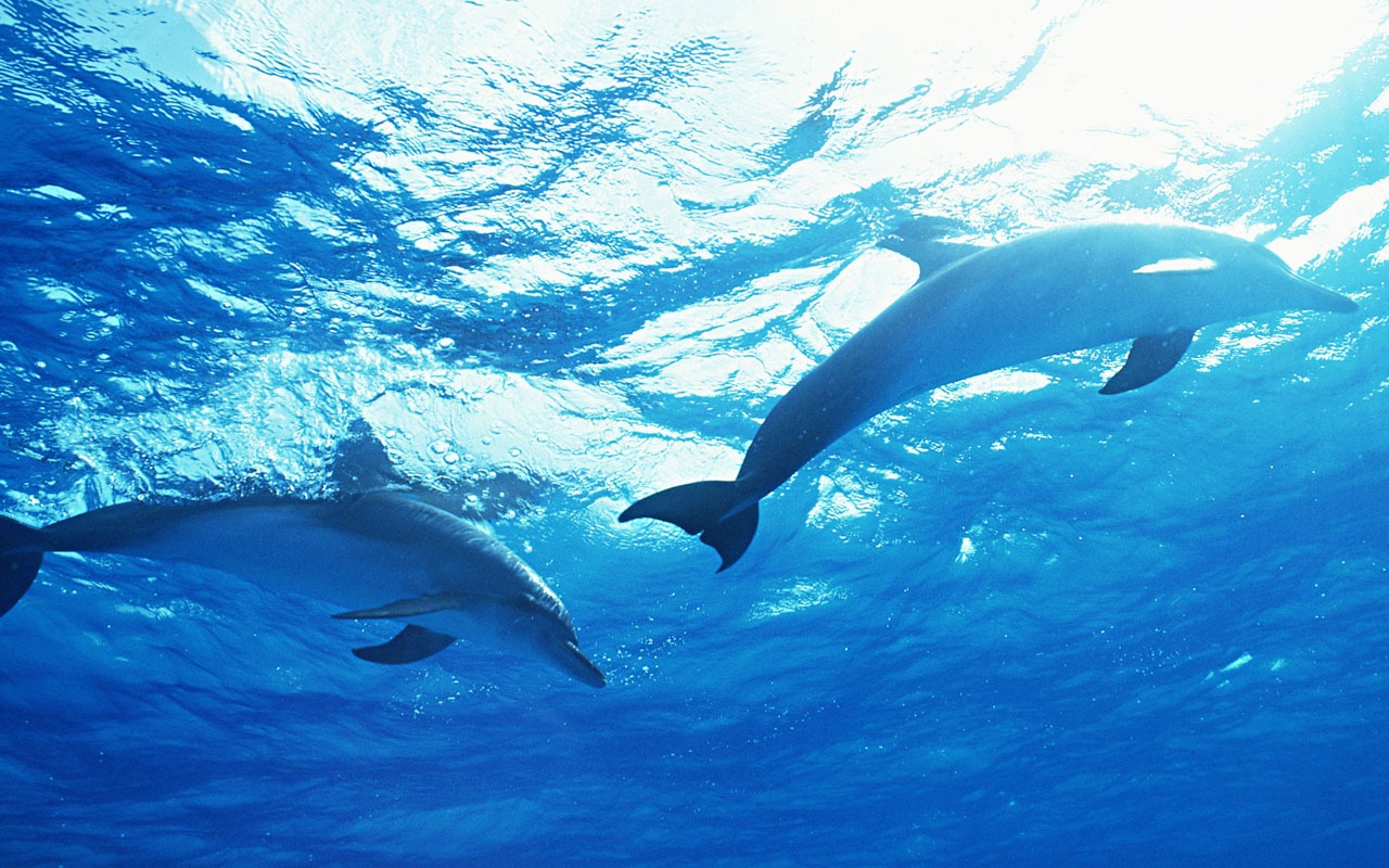 Fondo de pantalla de fotos de delfines #35 - 1280x800