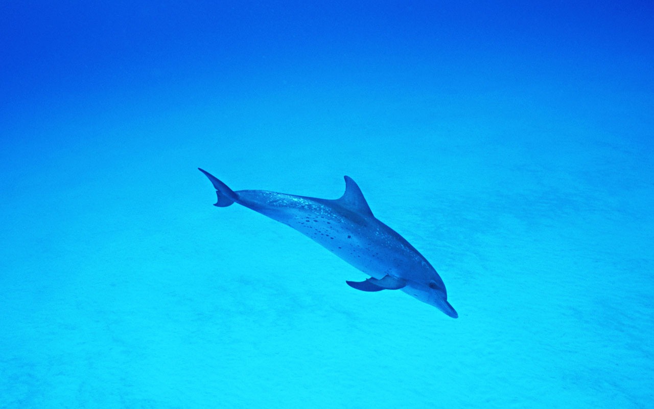 Дельфин Фото обои #37 - 1280x800