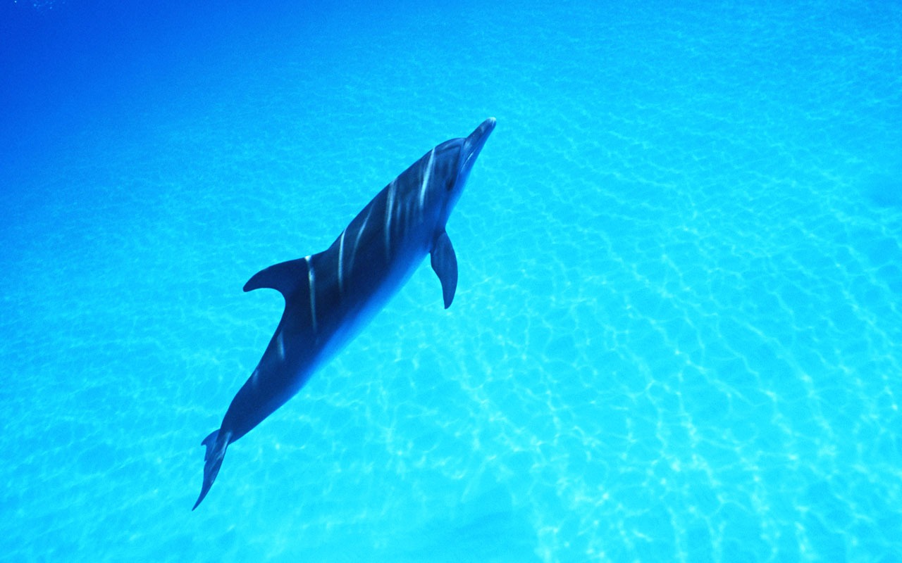 Дельфин Фото обои #38 - 1280x800