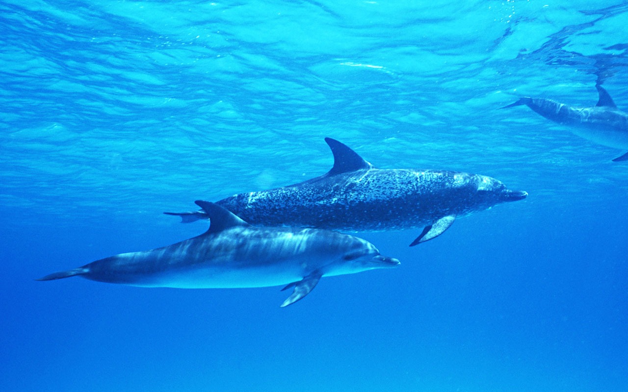Fondo de pantalla de fotos de delfines #39 - 1280x800