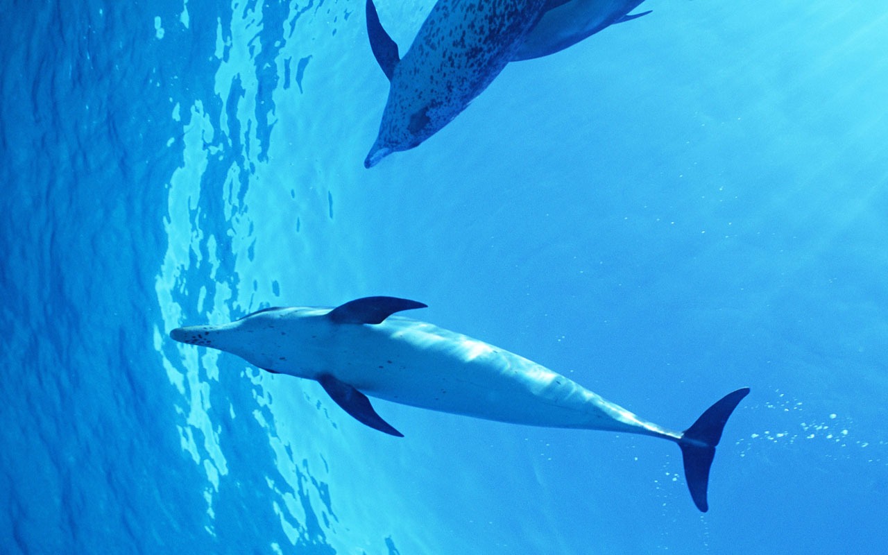 Fondo de pantalla de fotos de delfines #40 - 1280x800