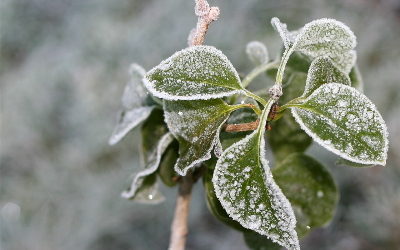 冰雪植物壁紙專輯 #8 - 1280x800