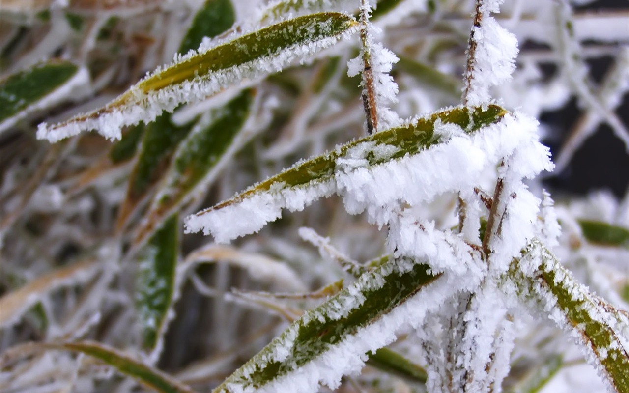 冰雪植物壁紙專輯 #11 - 1280x800