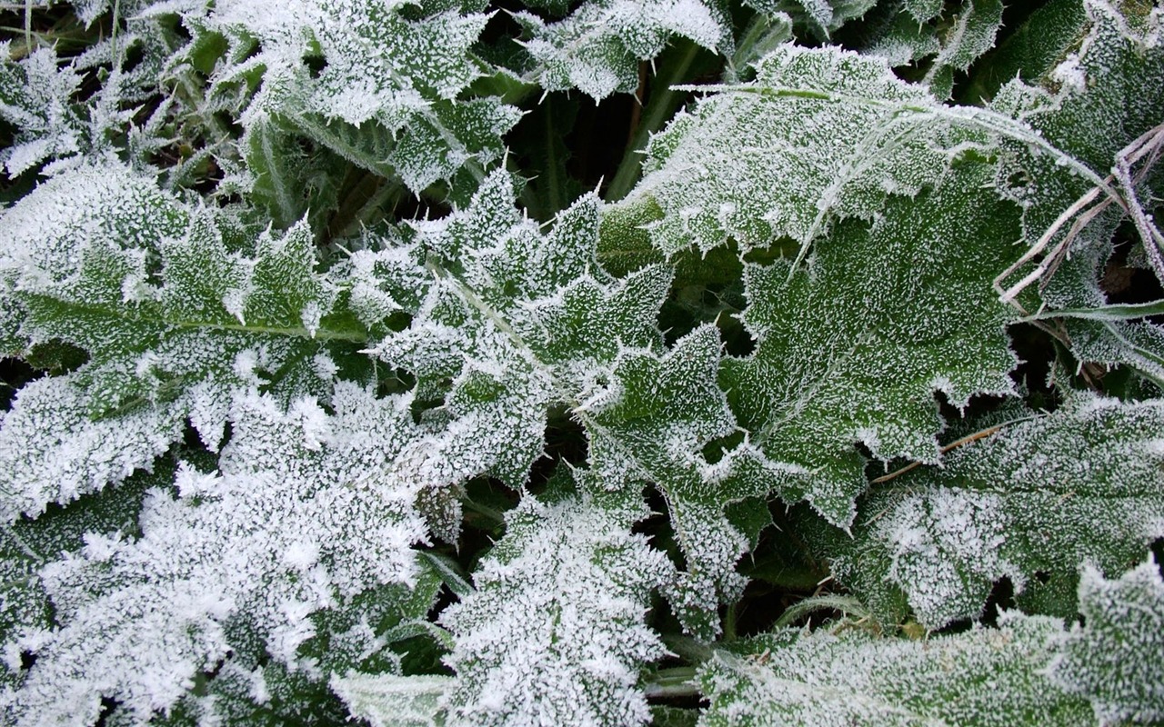 Fondos de pantalla planta de hielo álbum #19 - 1280x800