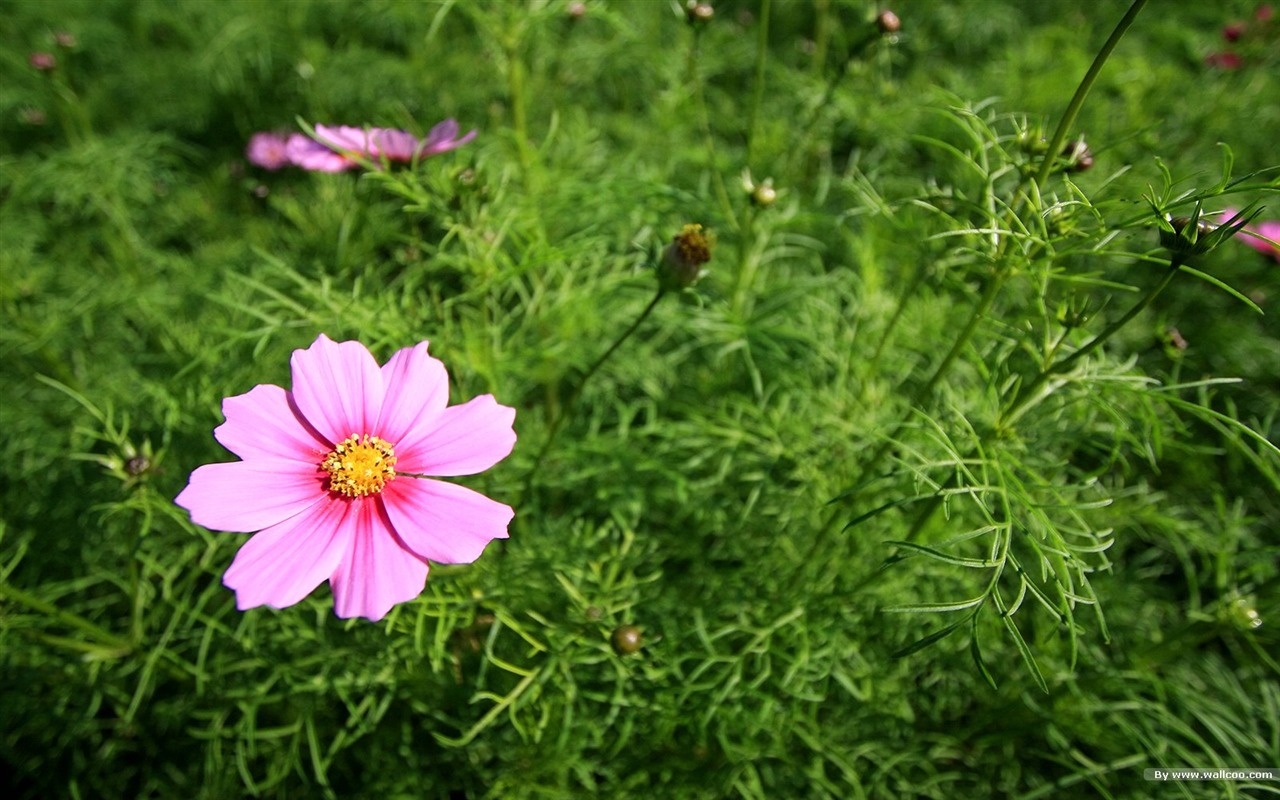 Otoño cosmos fondo de pantalla #1 - 1280x800