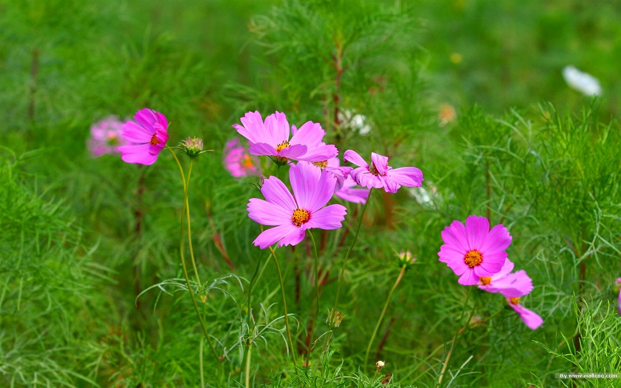 Autumn cosmos wallpaper #2 - 1280x800