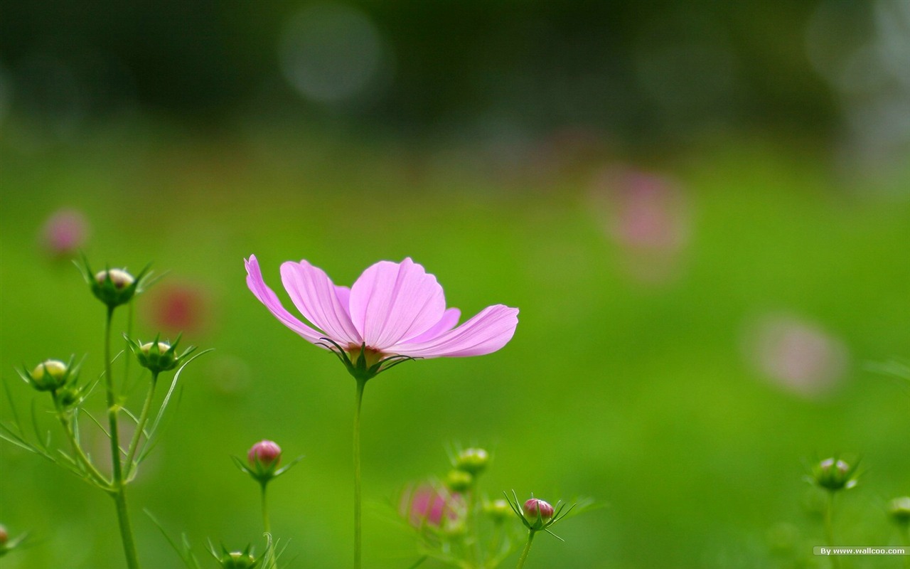 Autumn cosmos wallpaper #5 - 1280x800