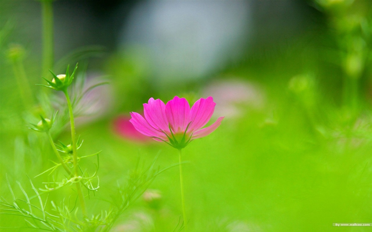 秋天的大波斯菊壁纸专辑7 - 1280x800