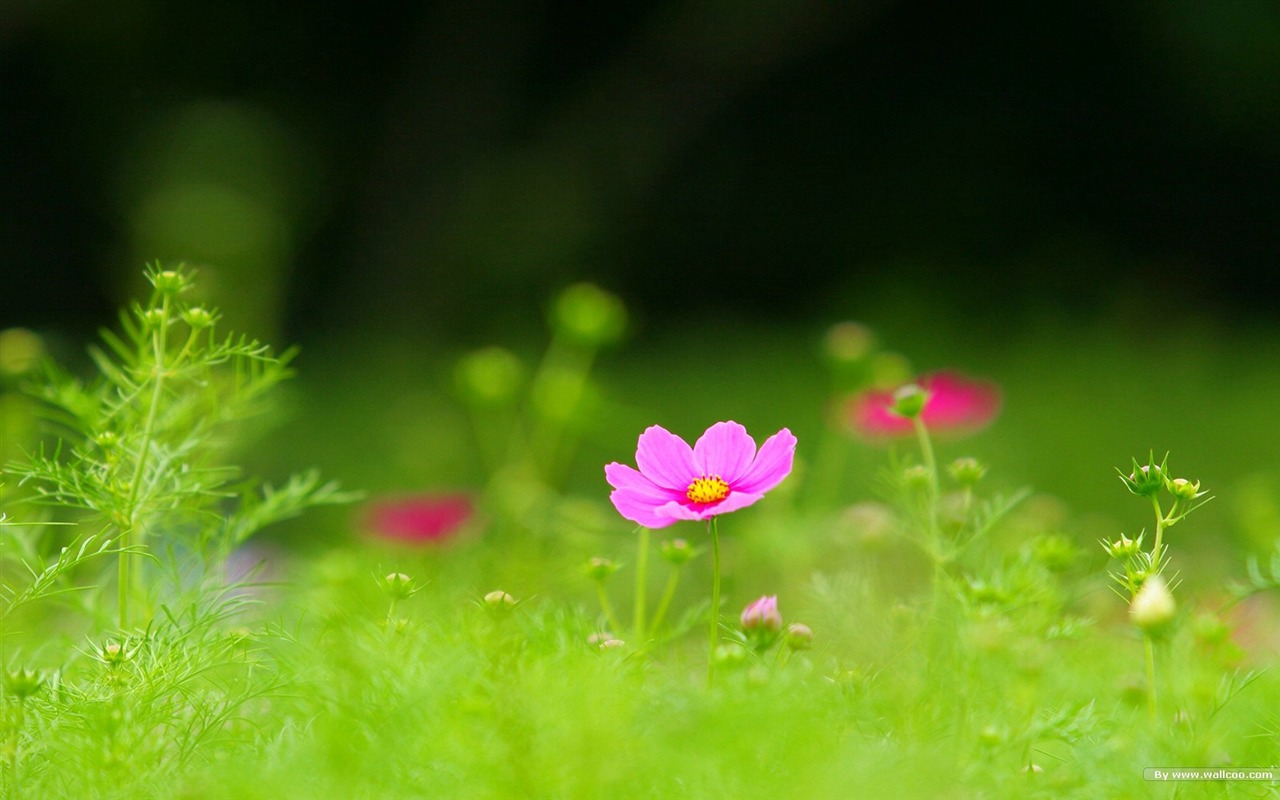 秋天的大波斯菊壁纸专辑9 - 1280x800