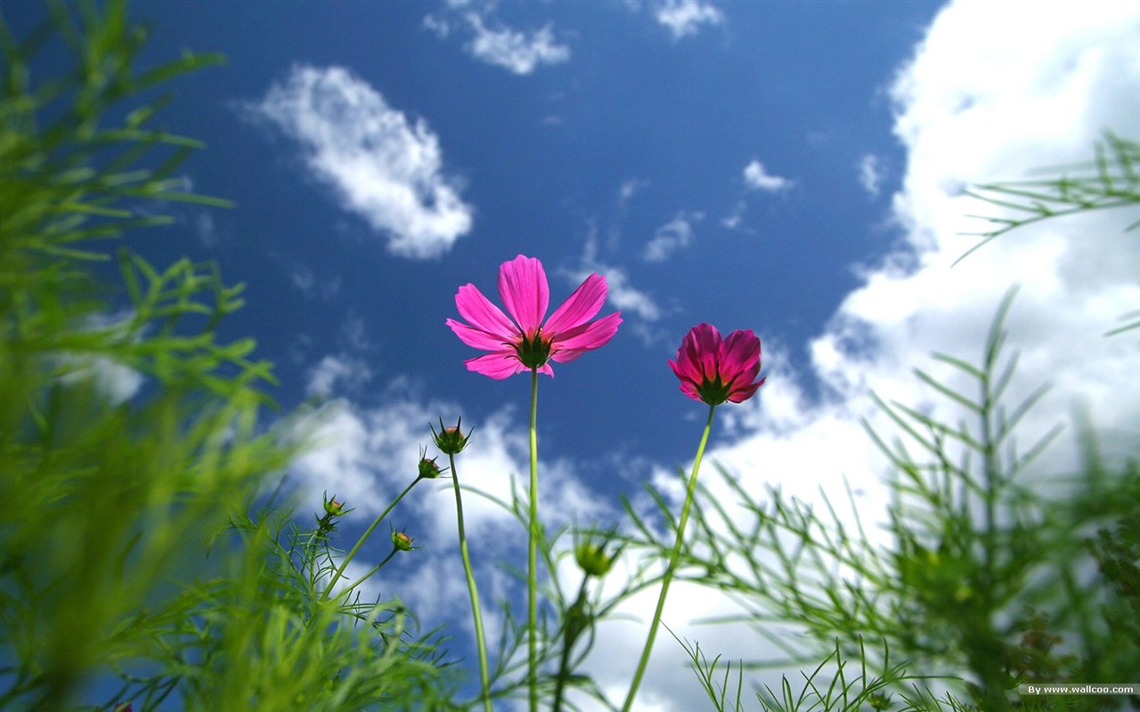 Autumn cosmos wallpaper #10 - 1280x800