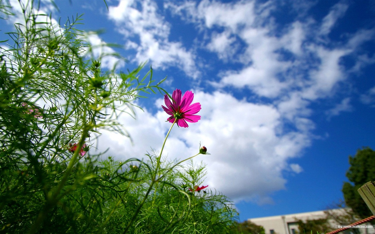 秋天的大波斯菊壁纸专辑12 - 1280x800