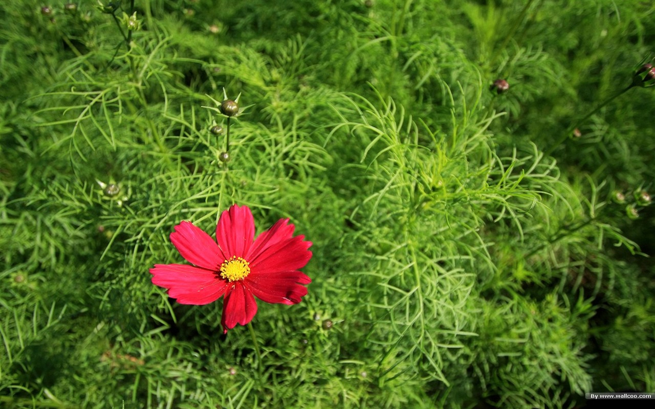 Autumn cosmos wallpaper #16 - 1280x800