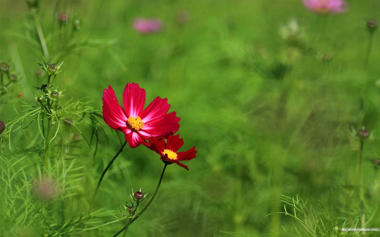 Autumn cosmos wallpaper #18 - 1280x800