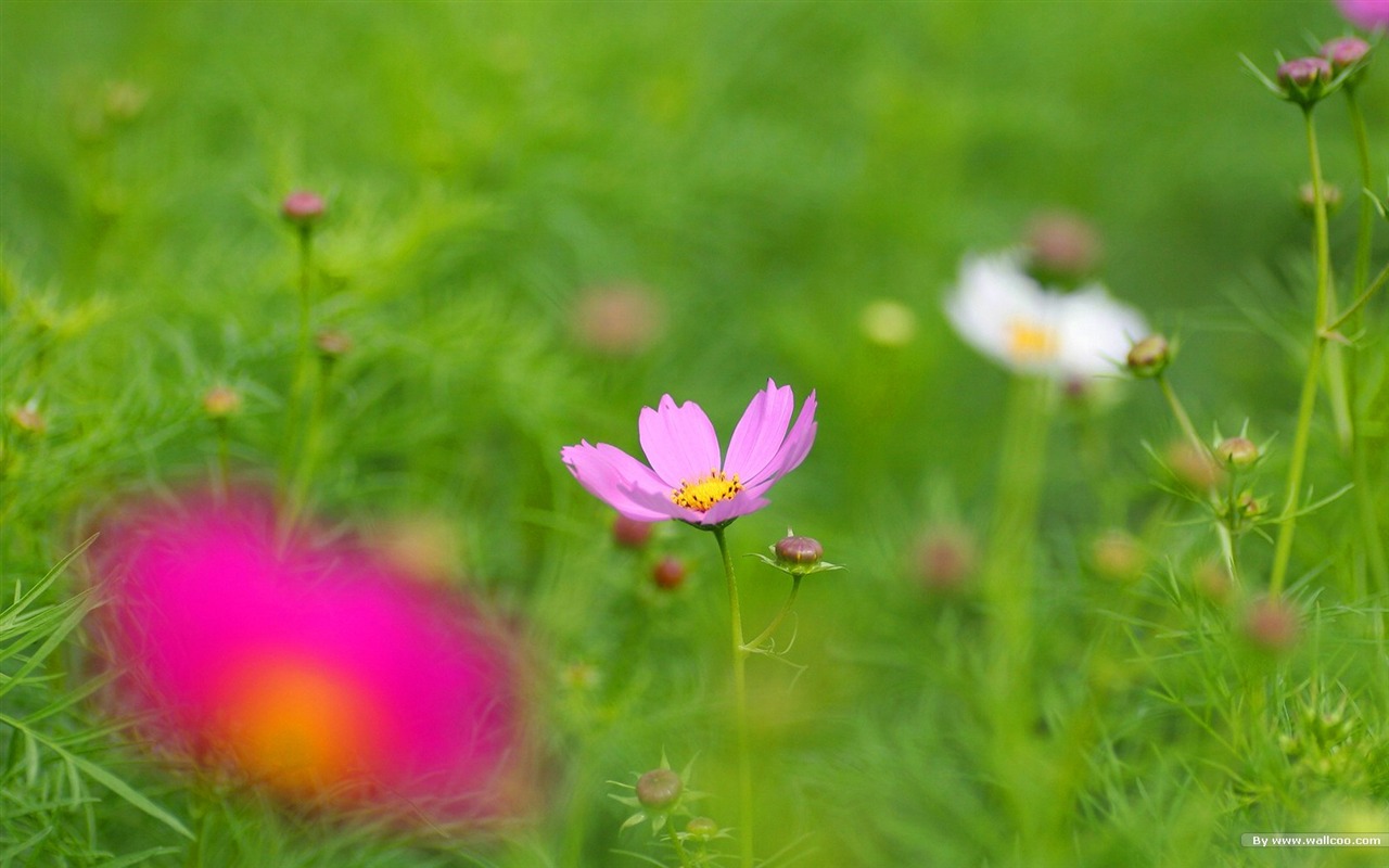 Autumn cosmos wallpaper #19 - 1280x800