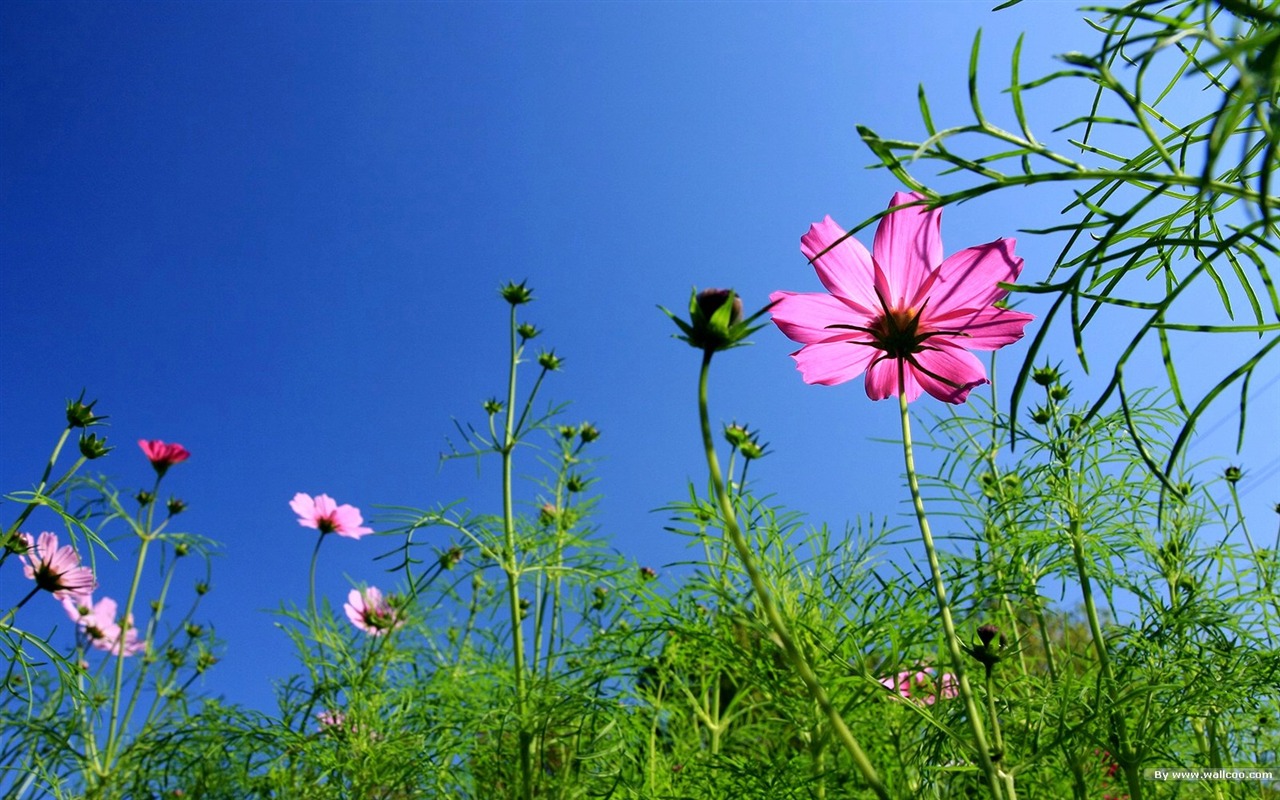 Autumn cosmos wallpaper #20 - 1280x800