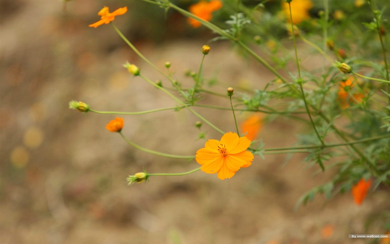 Otoño cosmos fondo de pantalla #22 - 1280x800