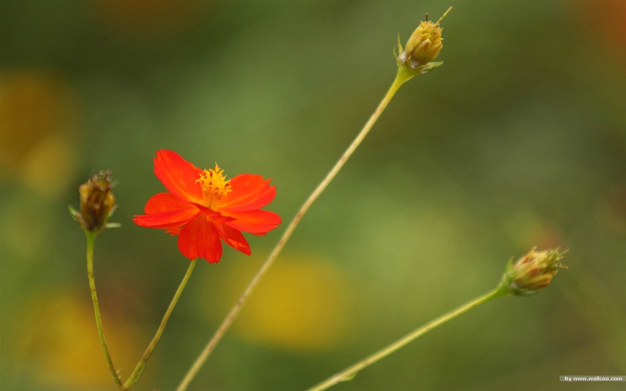 秋天的大波斯菊壁纸专辑23 - 1280x800