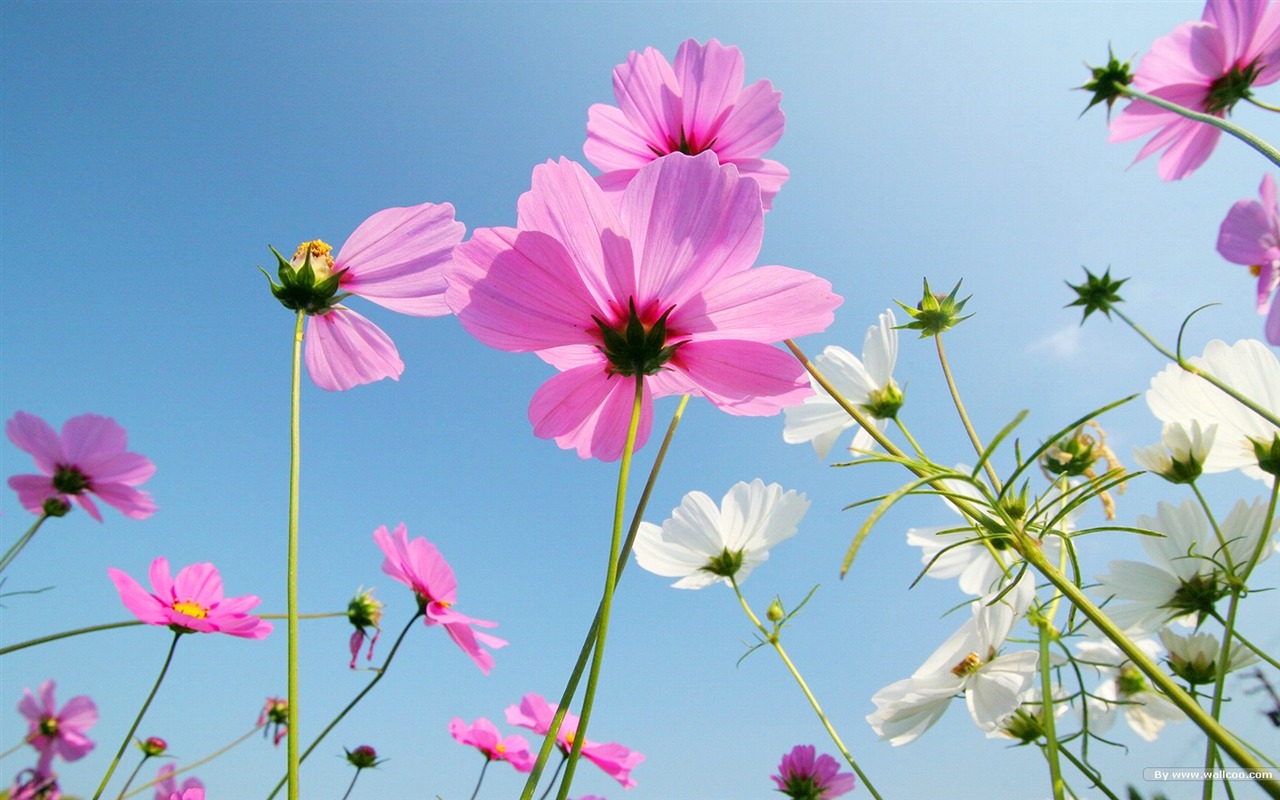 Autumn cosmos wallpaper #29 - 1280x800