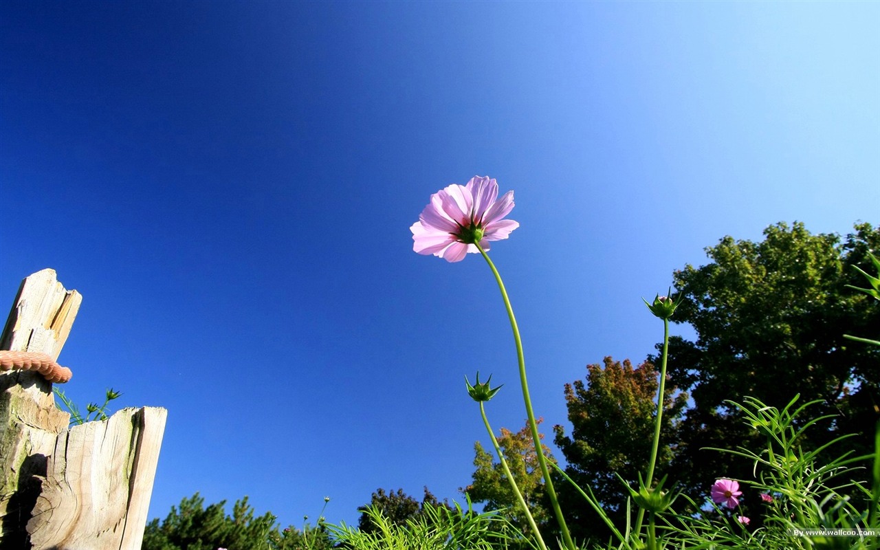 Autumn cosmos wallpaper #30 - 1280x800