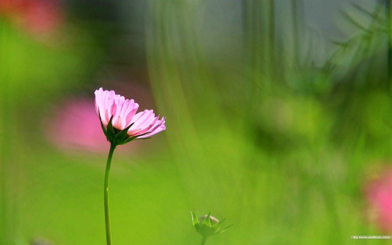 Otoño cosmos fondo de pantalla #36 - 1280x800