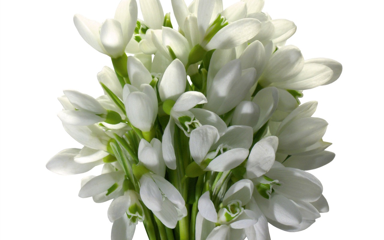 白色花朵壁纸2 - 1280x800