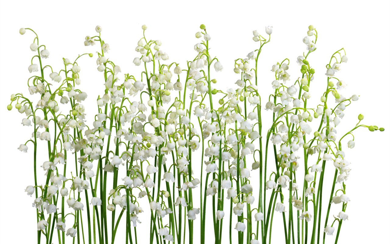 Fleurs blanches Fond d'écran #13 - 1280x800