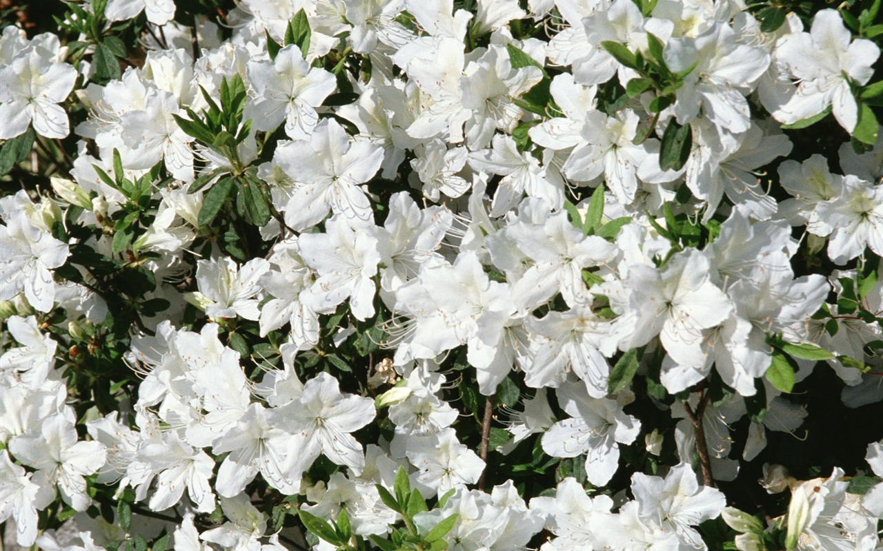 Fleurs blanches Fond d'écran #15 - 1280x800