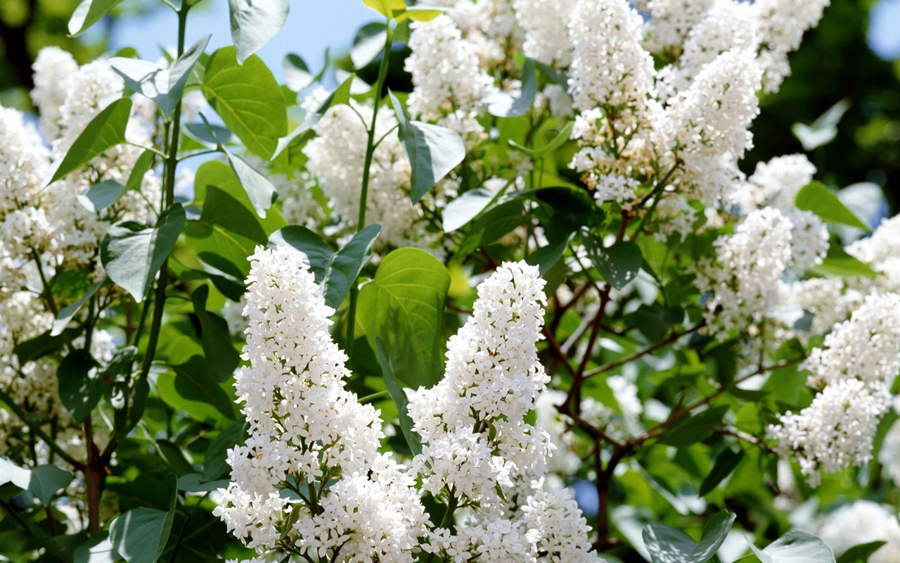 Fleurs blanches Fond d'écran #16 - 1280x800