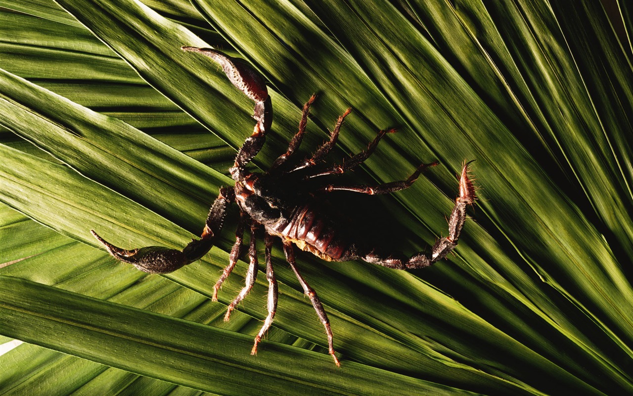 Fond d'écran du Millénaire pour le biologique #5 - 1280x800