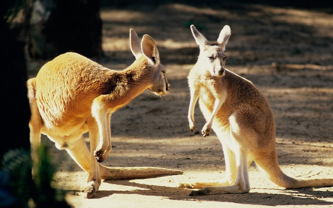 Vlastnosti nádherné scenérii Austrálie #23 - 1280x800