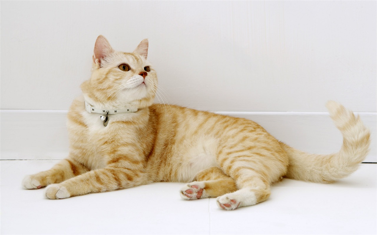 HD papel tapiz lindo gatito #24 - 1280x800