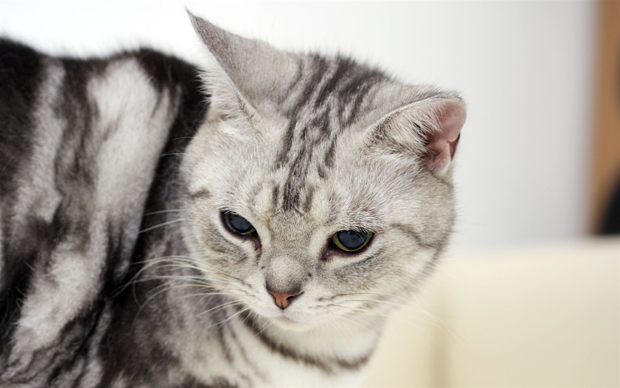 HD papel tapiz lindo gatito #25 - 1280x800