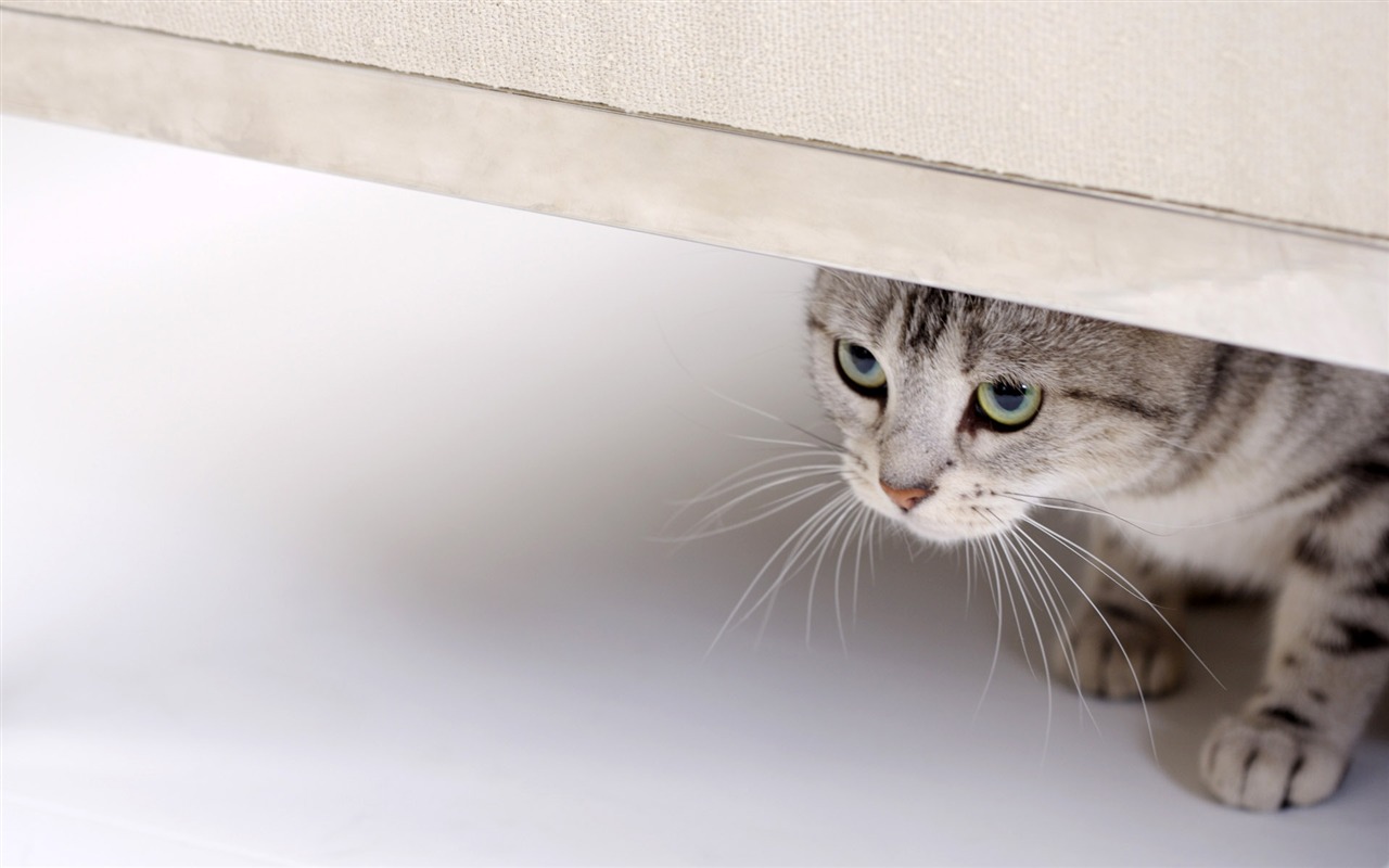 HD papel tapiz lindo gatito #29 - 1280x800