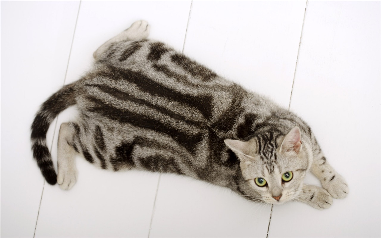 HD papel tapiz lindo gatito #30 - 1280x800