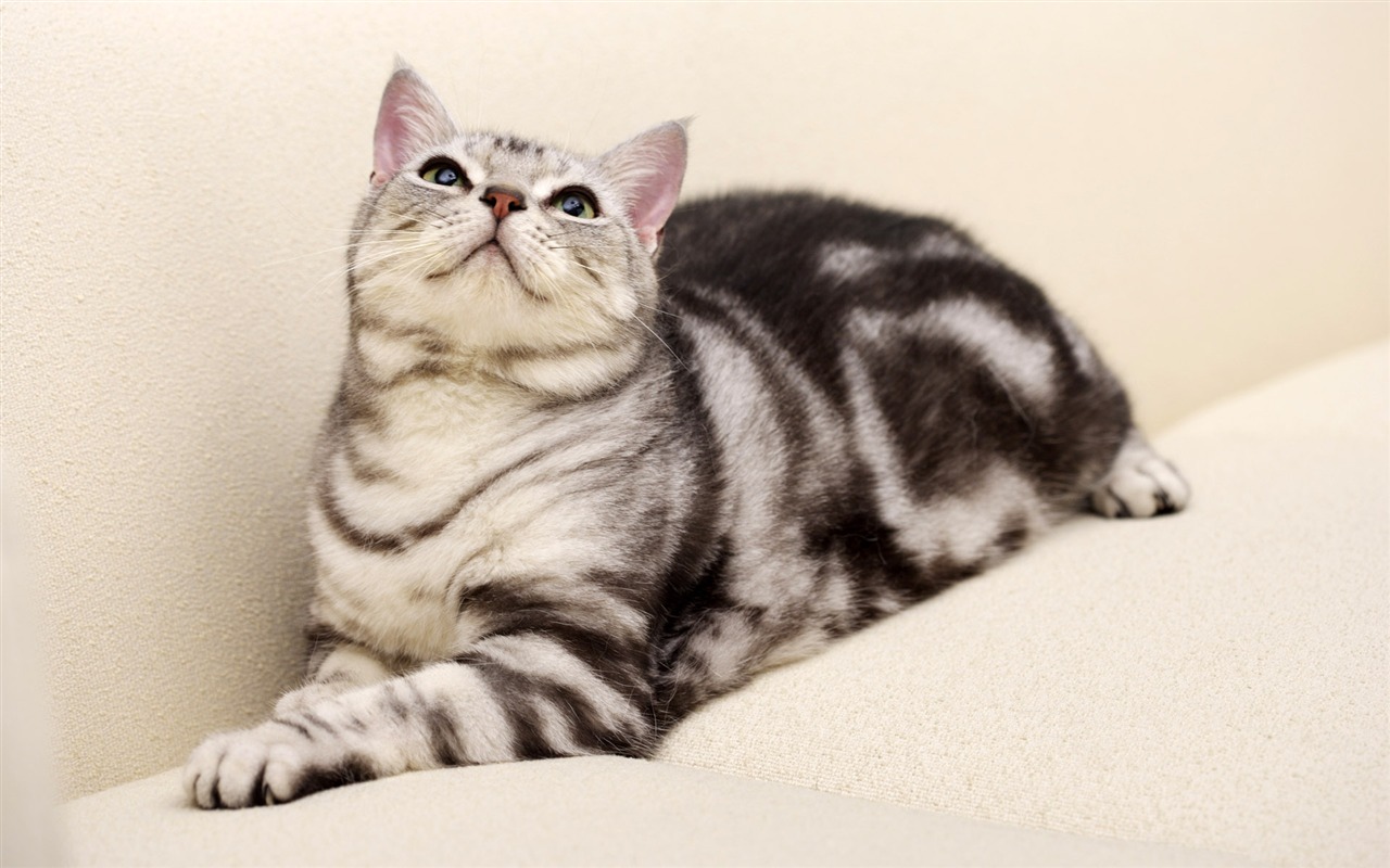 HD papel tapiz lindo gatito #37 - 1280x800