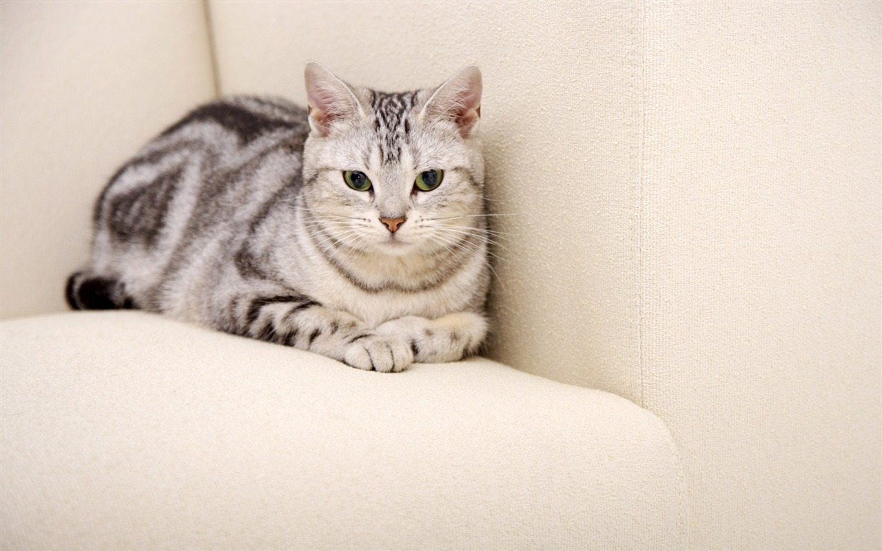 HD papel tapiz lindo gatito #38 - 1280x800